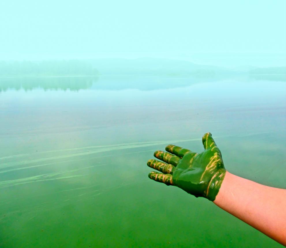 green_algae_pollution_c_mivod_-_adobestock_230983817.jpeg