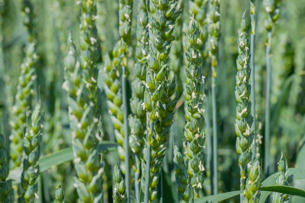 Winter cereals are reaching the sensitive stage of flowering, when they are particularly sensitive to stress.