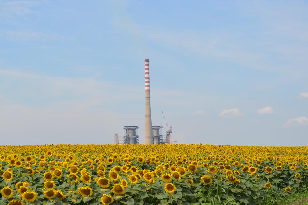A field of sunflowers and the Kostolac coal-fired power sation in the background under a blue sky. 