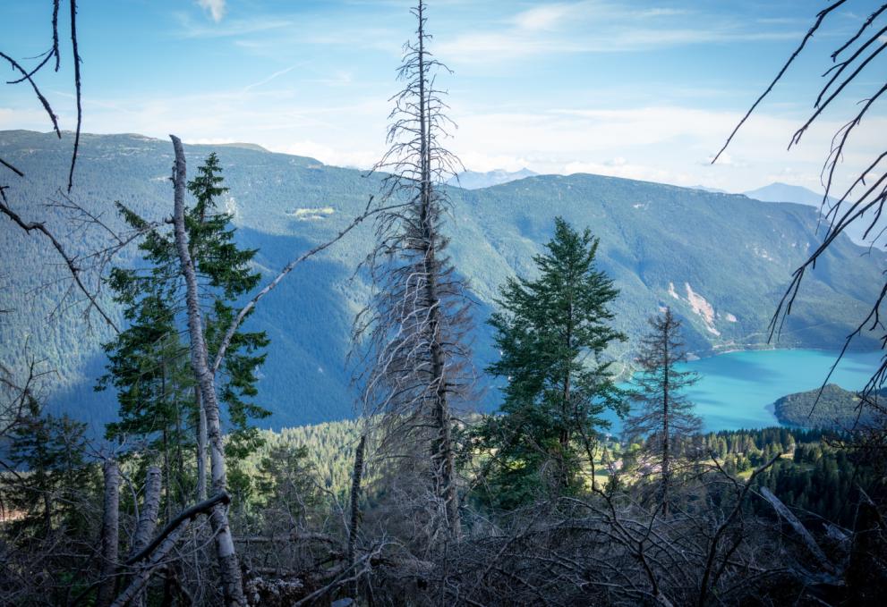 Forest resilience decline, pine trees affected by climate change and drought