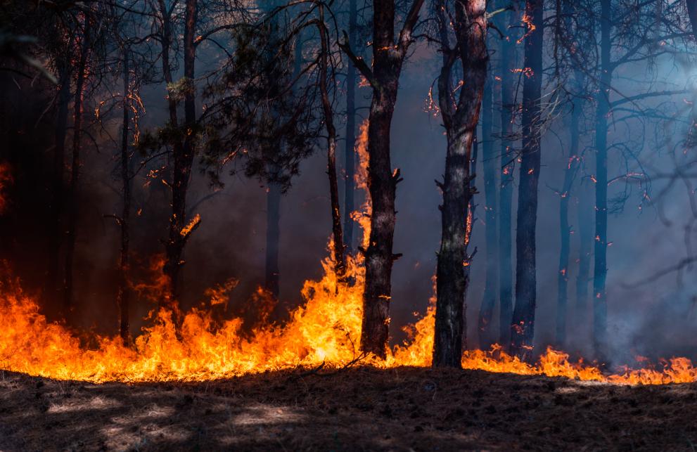 fire spreads in a pine and birch forest