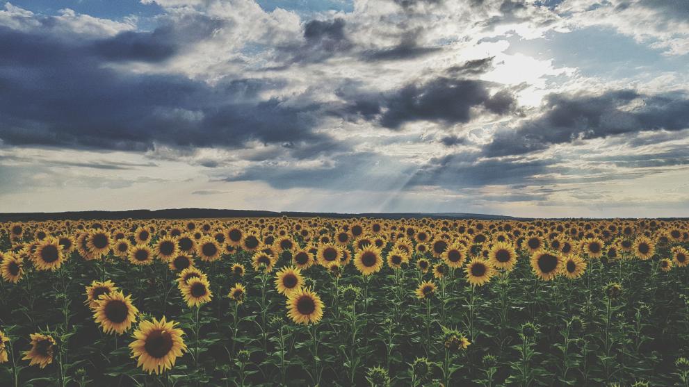 Sunflower filed in Ukraine 