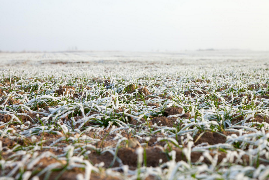 Winter crops in frost