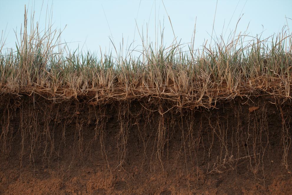 An image showing vertical cross section of soil