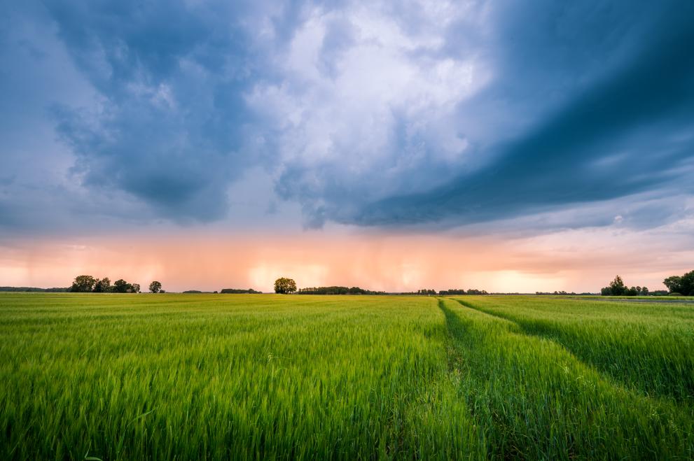 Thunderstorms over barley fields in summer