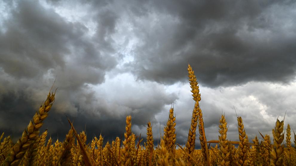 Crop field with a stormy sky