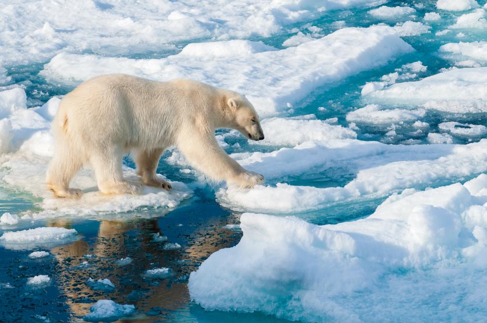 A polar bear walking on a melting snow