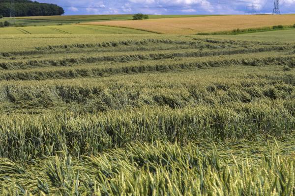 Water excess affects wheat production more than drought in several countries