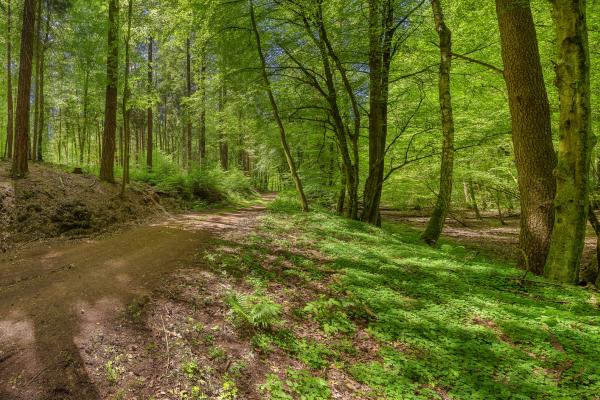 Forest-covered land is increasing in Europe