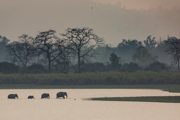 Asian elephants moving through the Kaziranga National Park, India