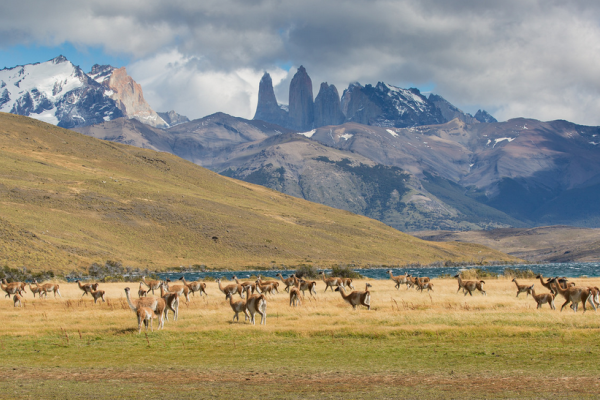 Guanacos roaming in the Torres del Paine National Park, Chile