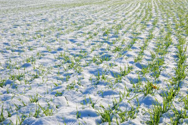 Winter conditions so far have not presented a threat to winter cereals