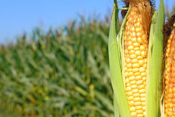 A new set of certified reference materials for genetically modified Bt11 maize