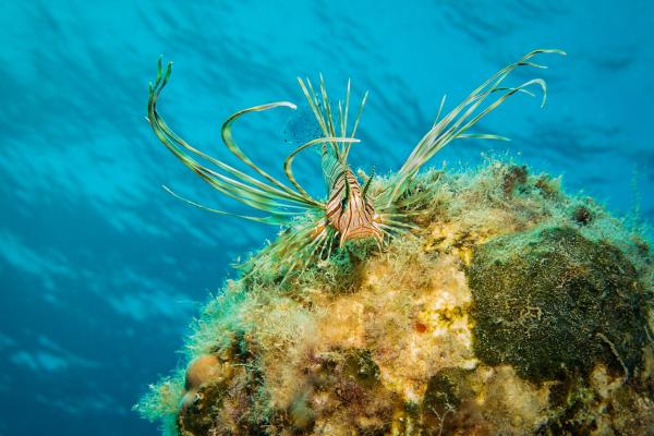 The non-indigenous lionfish, spreading in the Mediterranean.