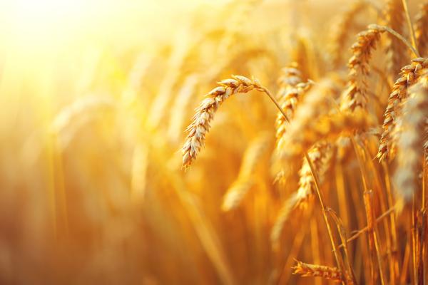 wheat_field._ears_of_golden_wheat_closeup._rural_scenery_under_shining_sunlight_c_adobestock_by_subbotina_anna_100962224.jpeg.jpg