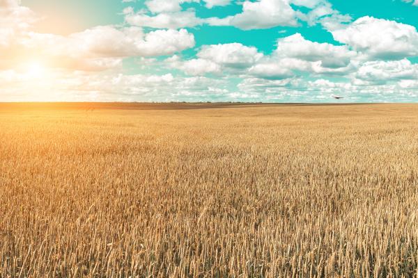 wheat_field_and_blue_sky_with_picturesque_clouds_c_adobestock_by_igorbukhlin_161092132.jpeg.jpg