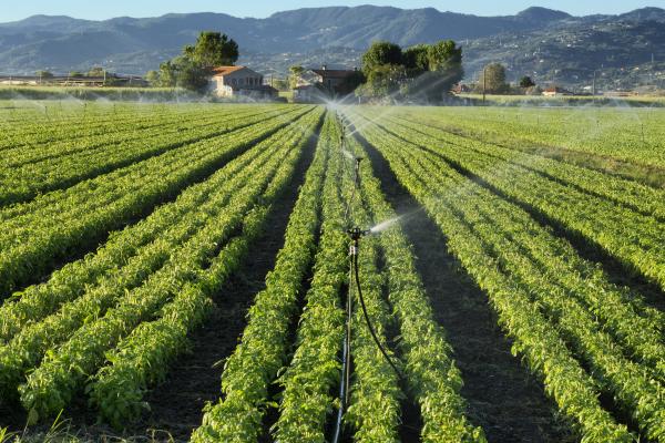 irrigation_system_on_a_basil_field_c_adobestock_by_federico_rostagno_119430415.jpeg.jpg