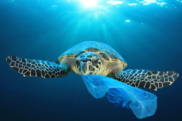 plastic_pollution_in_ocean_environmental_problem._turtles_can_eat_plastic_bags_mistaking_them_for_jellyfish_c_adobestock_by_richard_carey_201712906.jpeg.jpg