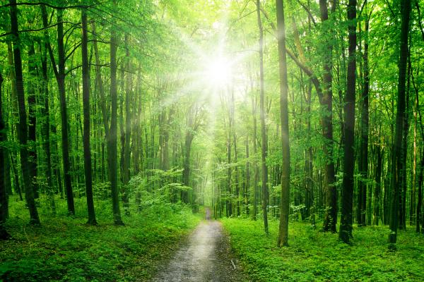 The alt is Forests act as an important CO2 'sink’, i.e. globally they absorb nearly one third of the total CO2 emissions caused by human activities