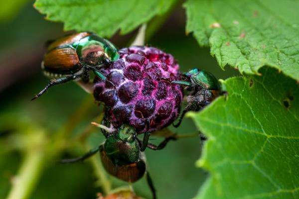 Japanese beetle is on the list of 20 quarantine plant pests on the EU territory published today.