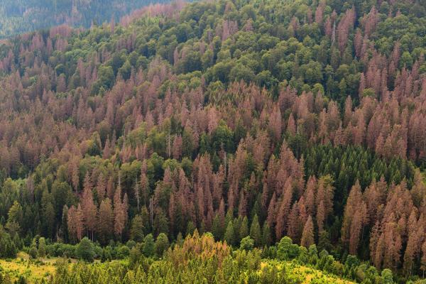 Forests' vulnerability to insect outbreaks has increased, especially in the rapidly warming northern forests.