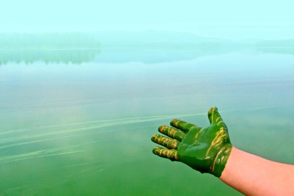 green_algae_pollution_c_mivod_-_adobestock_230983817.jpeg