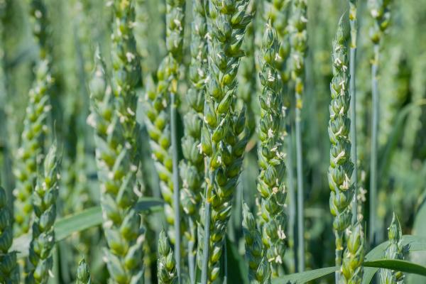 Winter cereals are reaching the sensitive stage of flowering, when they are particularly sensitive to stress.