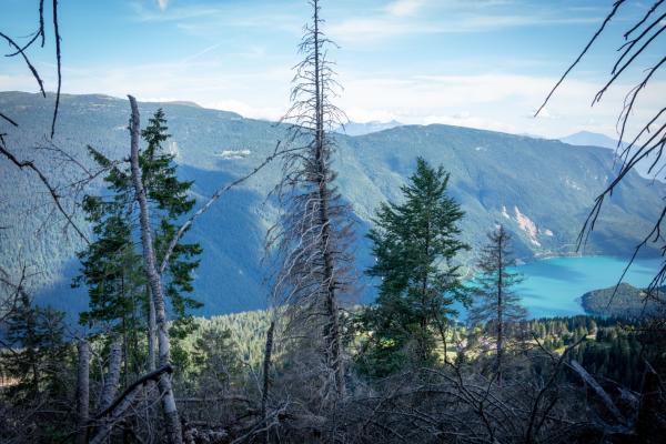 Forest resilience decline, pine trees affected by climate change and drought