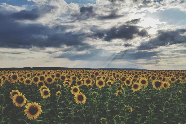 Sunflower filed in Ukraine 