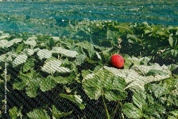 strawberry plantation protected from pests with a net 