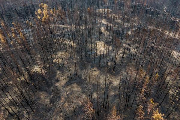 Aerial view of a forest with burnt trees