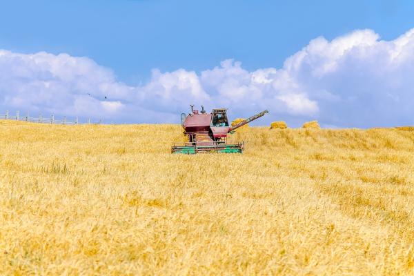 Harvester on a wheat field