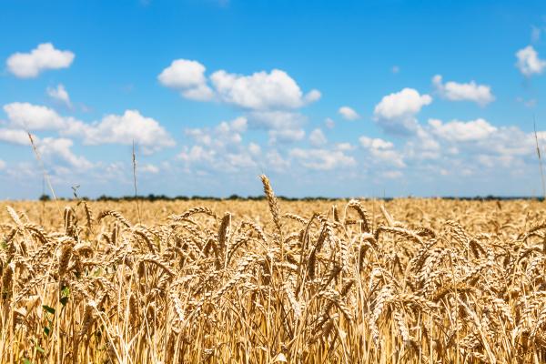wheat crops