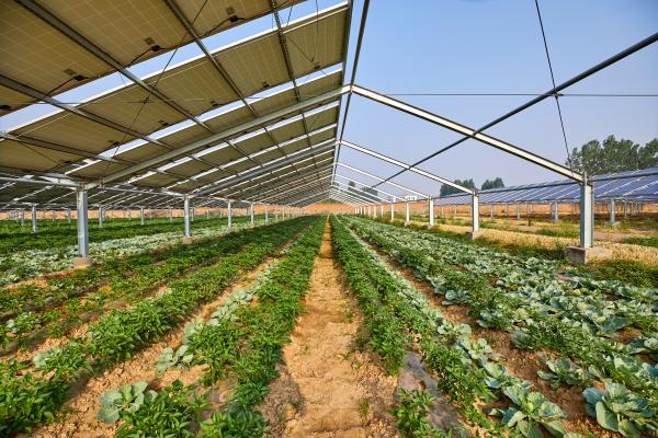 Vegetable greenhouse planted under solar photovoltaic panels