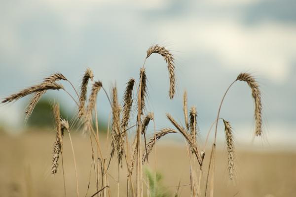 Wheat harvesting delayed