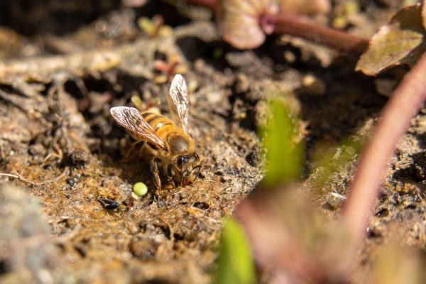 Image of a bee digging soil