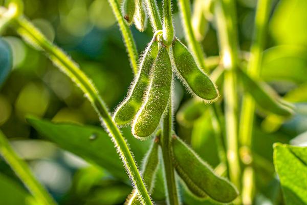 Image of soya beans in a field